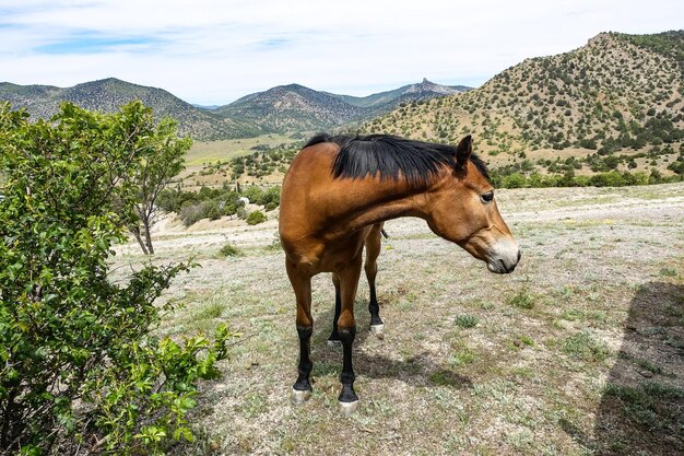 A beautiful young horse near the KaraDag mountain Crimea Russia 2021