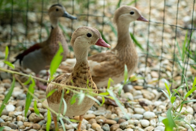 Beautiful young mandarin ducks