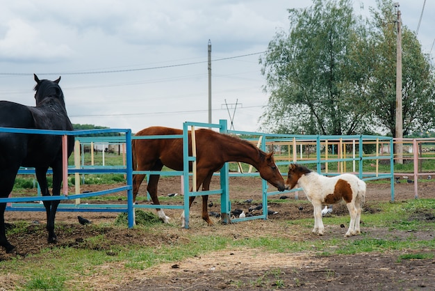 A beautiful and young pony sniffs and shows interest in the adult horses on the ranch. Animal husbandry and horse breeding.