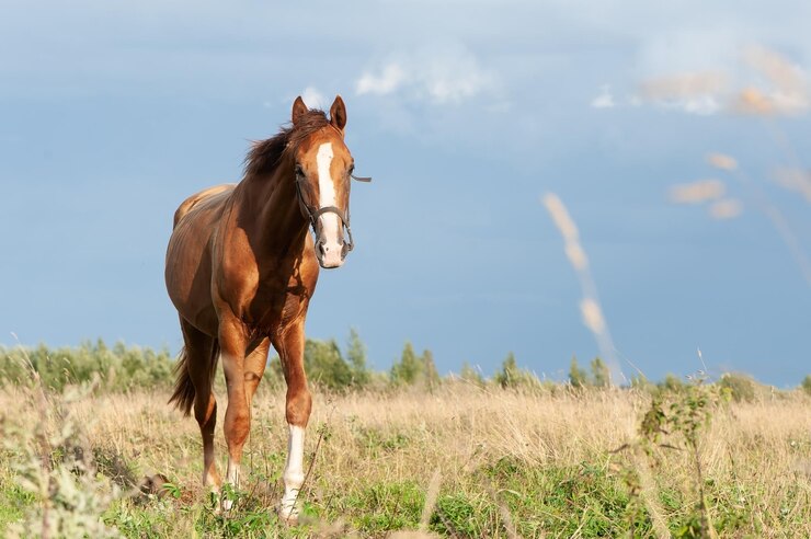 Photo beautiful, young red horse stands in a field, looks at the camera, space for text