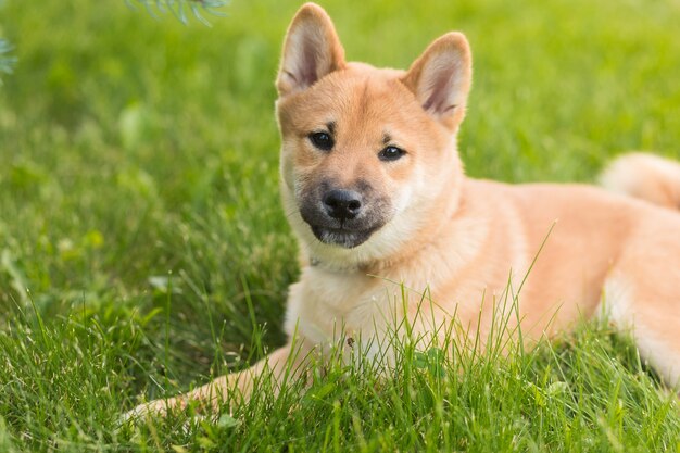 屋外で遊ぶ美しい若い赤い柴犬子犬犬