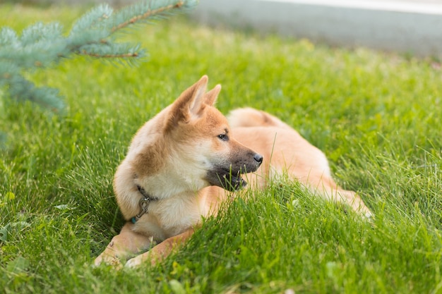 屋外で遊ぶ美しい若い赤い柴犬子犬犬