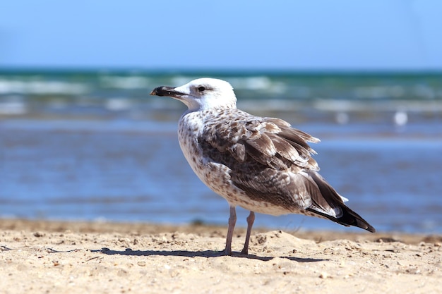 Beautiful young seagull