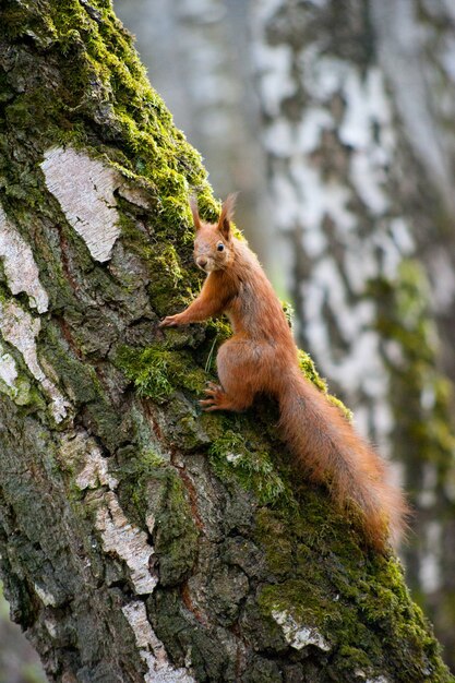 Beautiful young squirrel sitting on a tree trunk with moss