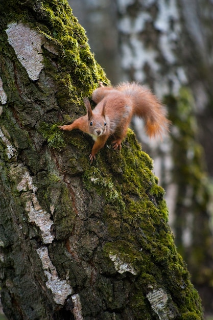 Beautiful young squirrel sitting on a tree trunk with moss