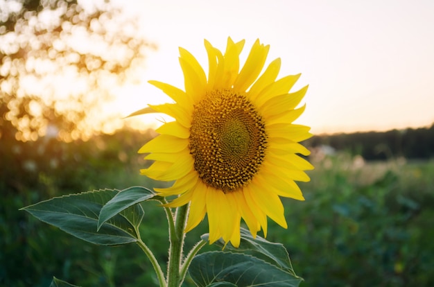 Beautiful young sunflower grow in a field