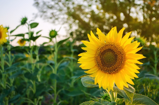 Beautiful young sunflower