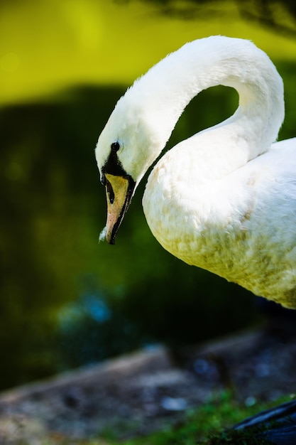 美しい若い白鳥