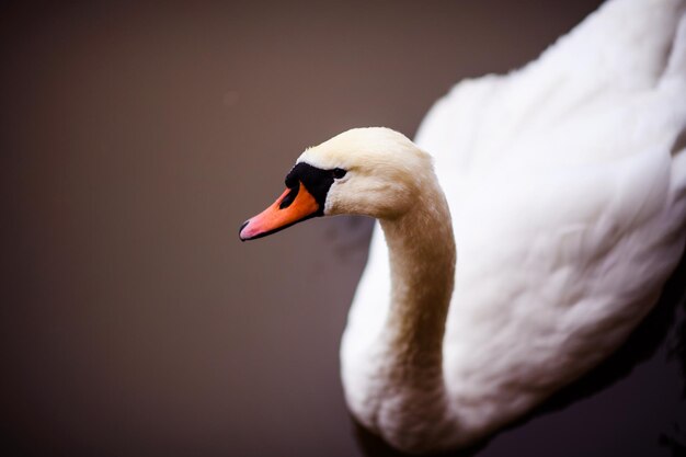 Beautiful young swans in lake