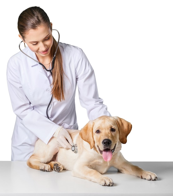 Bellissimo giovane veterinario con un cane su sfondo bianco