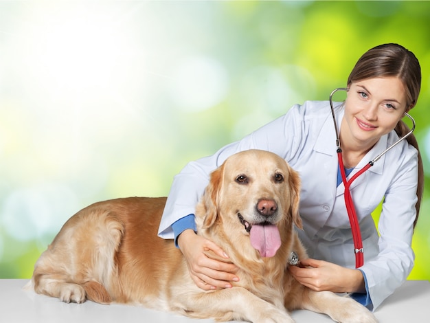 白い背景の上の犬と美しい若い獣医