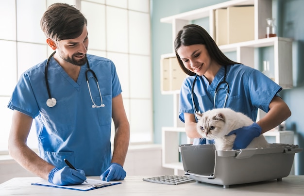 Bellissimi giovani veterinari stanno esaminando un simpatico gatto.