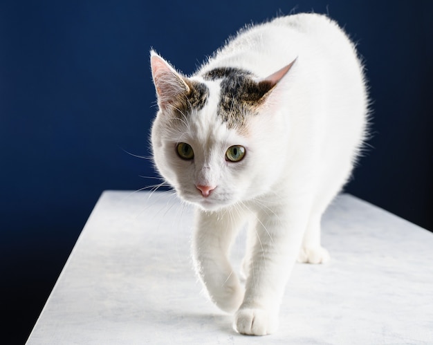 Beautiful young white cat walks on a white table and looks ahead