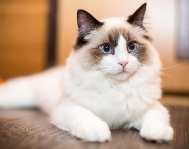 Красивый молодой белый чистокровный кот Ragdoll с голубыми глазами