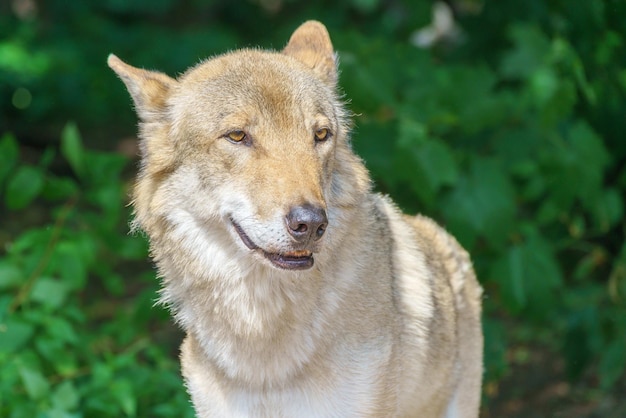 美しい若いオオカミ略奪的な野生動物