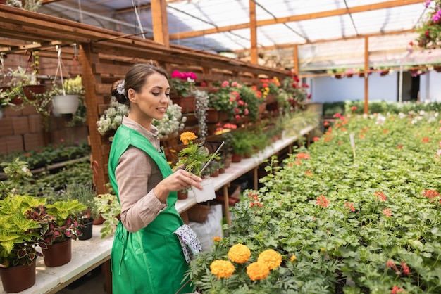 Beautiful young woman in green apron checking flower pots in a greenhouse.