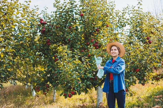 Beautiful young woman in hat in apple orchard during autumn season A woman is harvesting in an apple orchard in autumn Autumn apple orchard