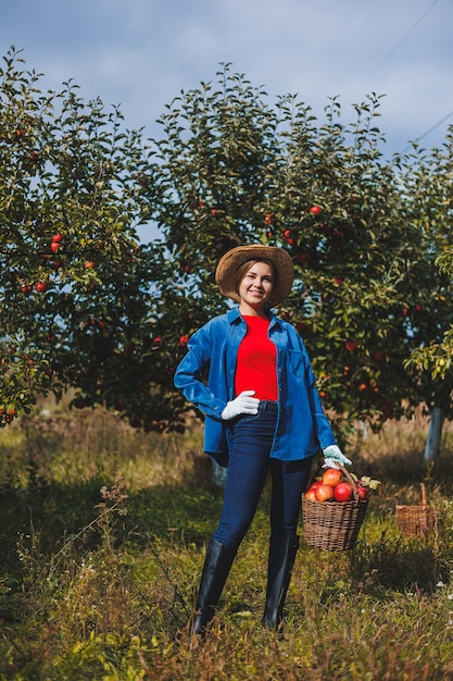 A beautiful young woman in a hat is picking red apples in a
basket in an orchard harvesting apples in an organic garden autumn
apple picking