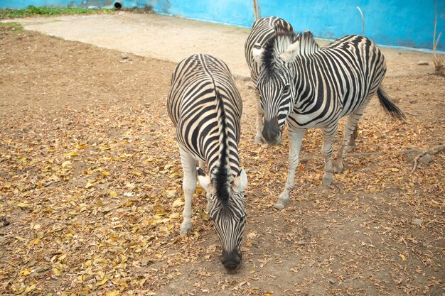 Una bellissima zebra in uno zoo. animali selvatici.