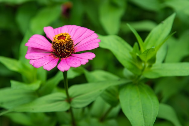 美しいジニア、緑の葉の中で孤独な美しいピンクの花