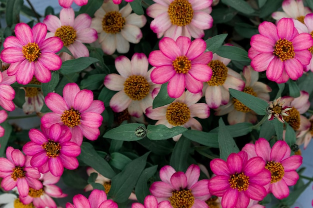 사진 정원꽃 배경에서 피는 아름다운 초속 엘레간스핑크색 꽃