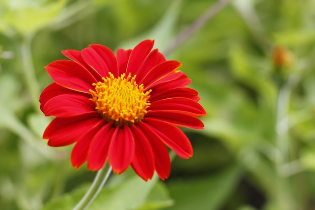 Фото Красивая zinnia, цветок