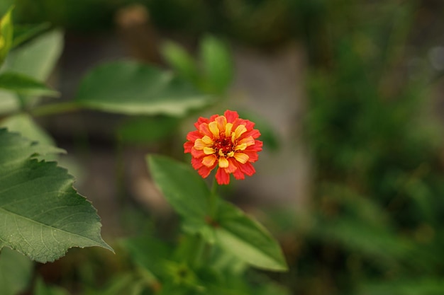 Beautiful zinnia flowers in autumn natural garden close up of red and yellow flowers in sunny green garden floral wallpaper space for text