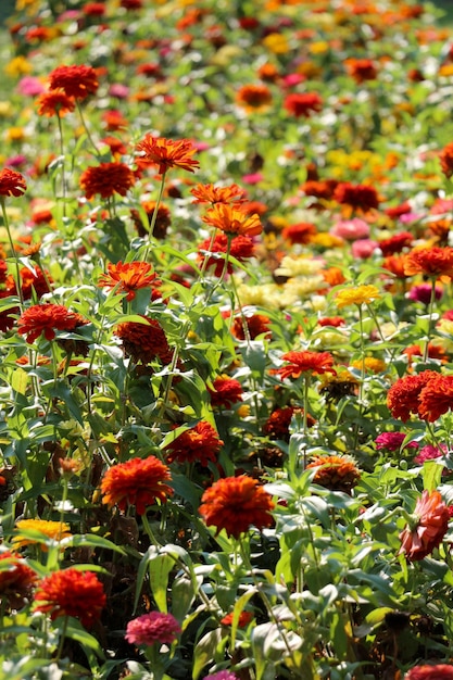 自然の中の美しいジニアの花