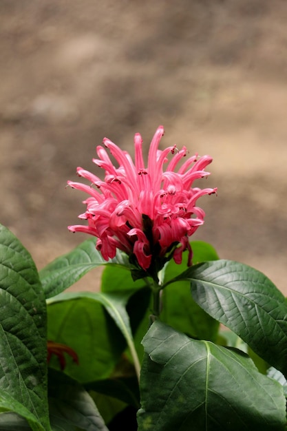 自然の中で美しいブラジルのブルームの花