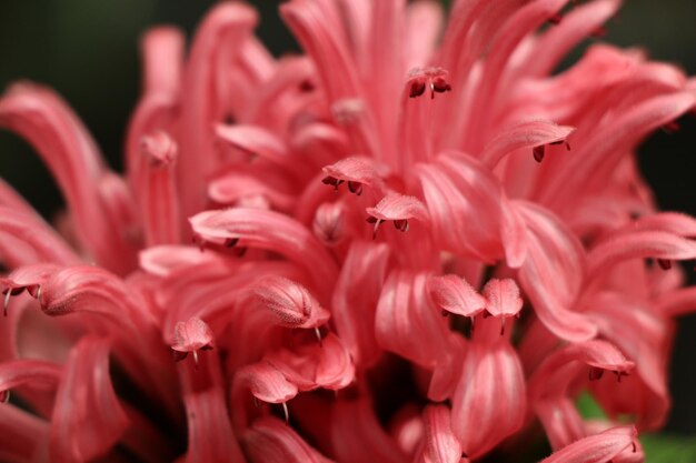 美しいブラジルの花が自然の中にいています