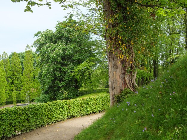 Photo beautifull garden in england