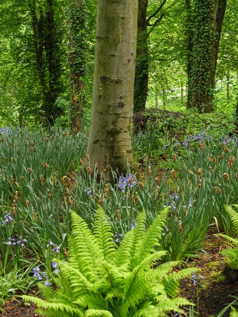 Photo beautifull garden in england