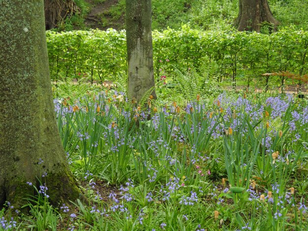 beautifull garden in england