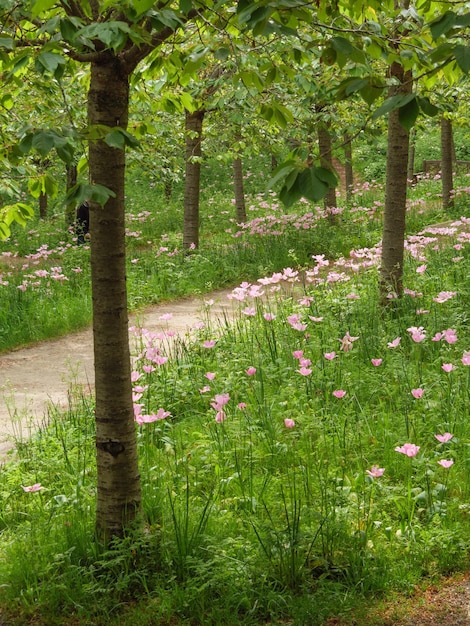 Photo beautifull garden in england