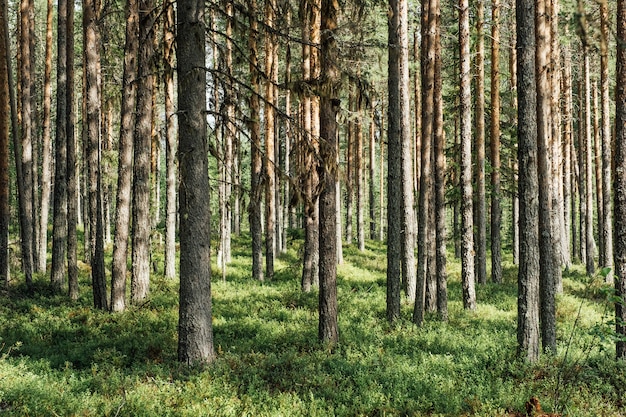 Beautifull Ñoniferous forest trees. Nature green wood backgrounds