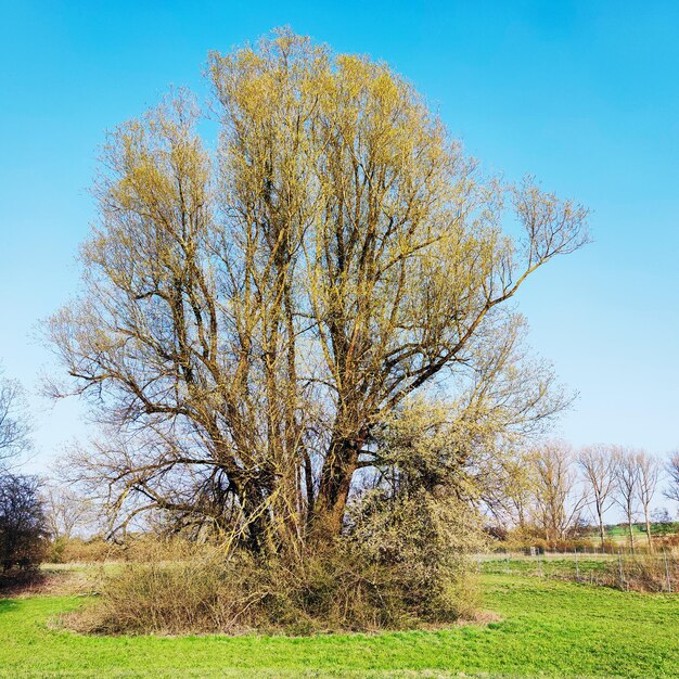 Beautifull tree at autumn