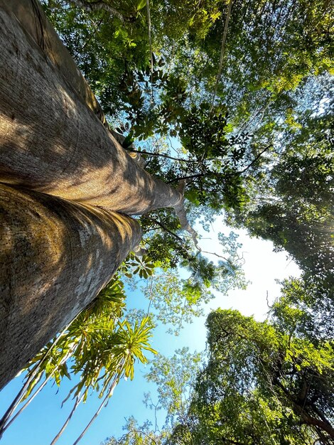 beautifull tree with blue sky detail for view of the tree trunk