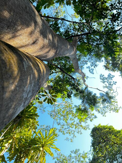 beautifull tree with blue sky detail for view of the tree trunk