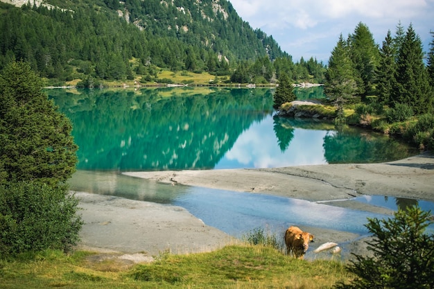 A beautifull view on the aviolo lake