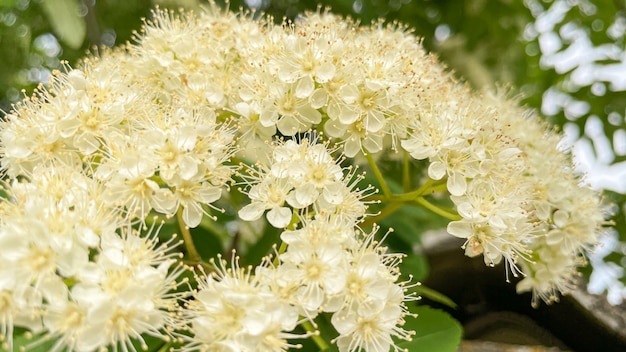 Beautifully blooming mountain ash on a warm spring day