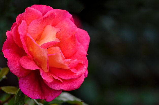 Beautifully blooming pink rose against a blurred background of the garden in closeup with copy space