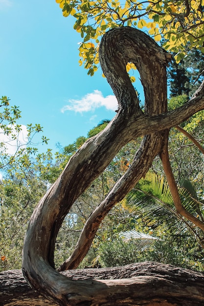 Beautifully curved driftwood in the forest New Caledonia