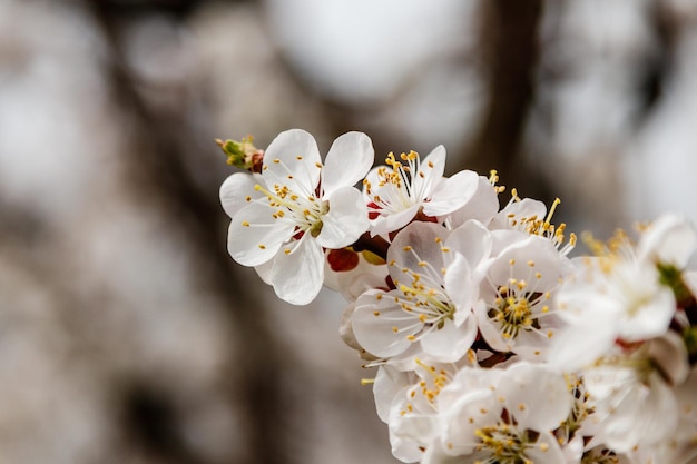 Beautifully flowering cherry branches on which the bees sit