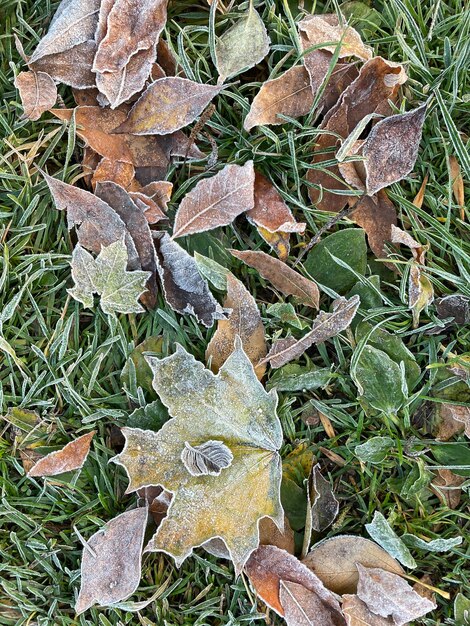 Foto foglie meravigliosamente congelate al mattino presto dell'autunno