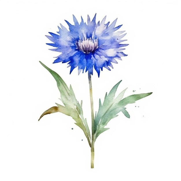 Photo a beautifully painted watercolor illustration of a cornflower