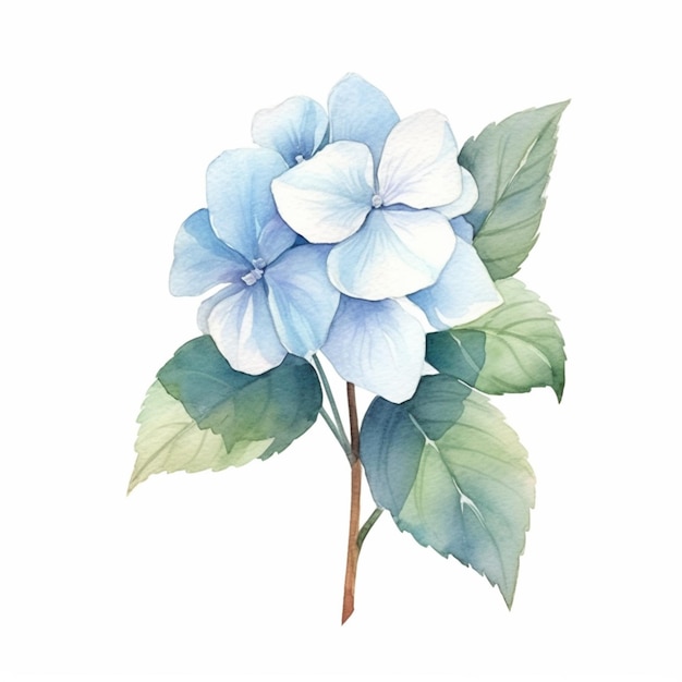 A beautifully painted watercolor illustration of a hydrangea