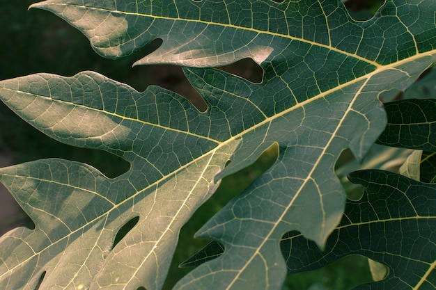 The beautifully patterned leaves