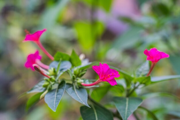 Abbellisca il mirabilis rosa jalapa nel giardino dell'estate con il fondo della sfuocatura