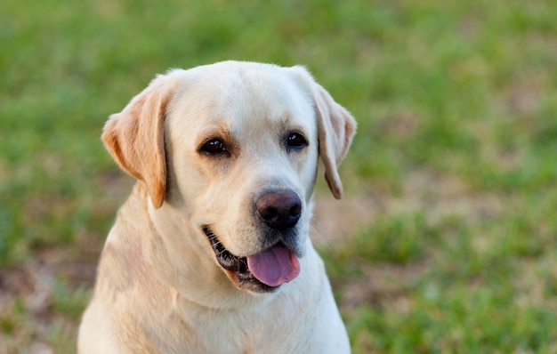 Beautigul Geel Gouden Labrador