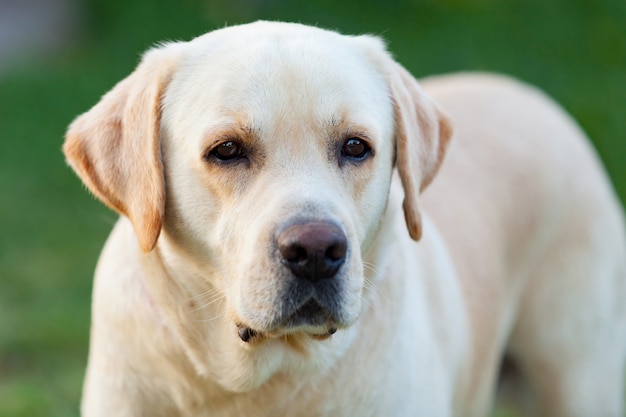 Beautigul Yellow Golden Labrador 